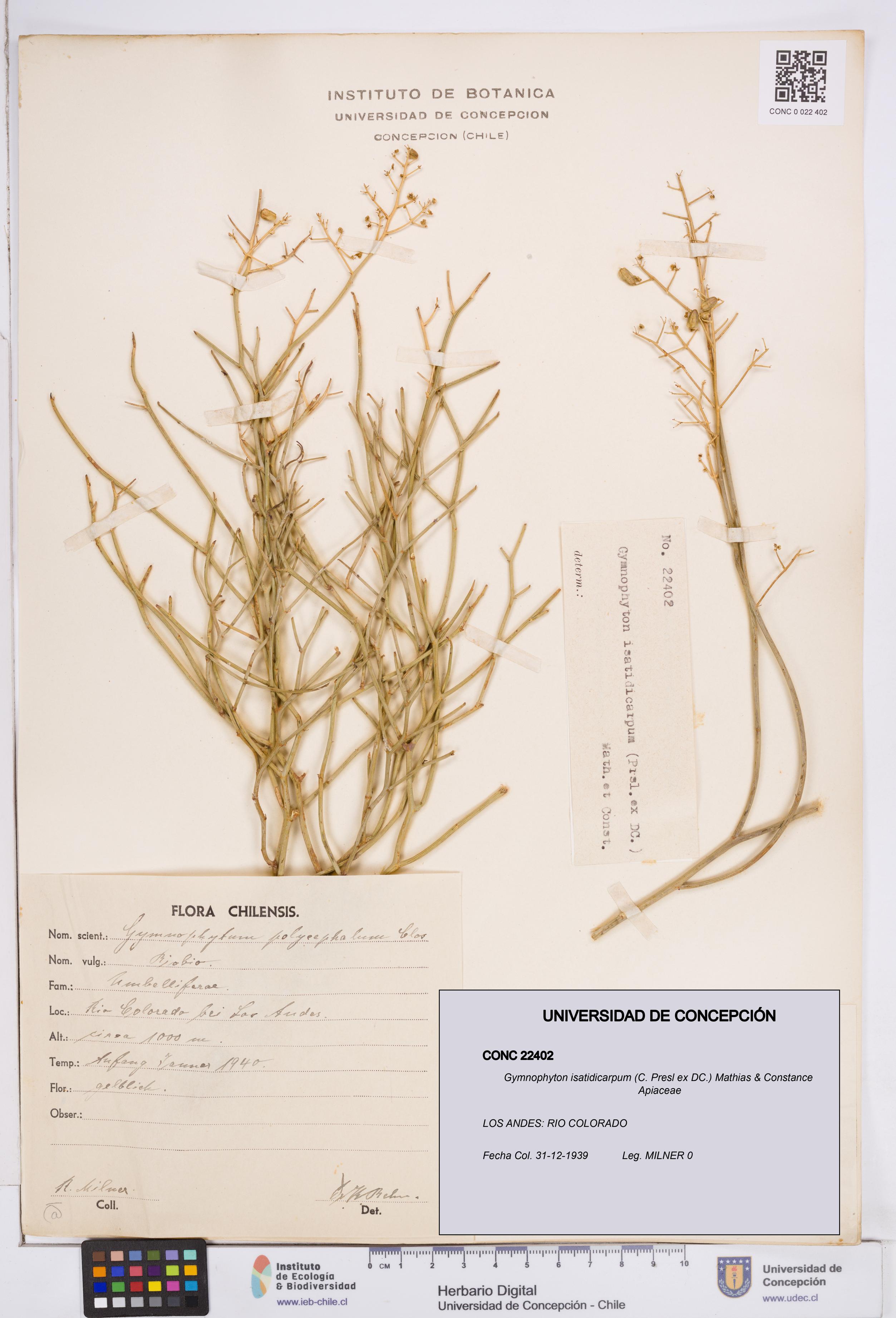 Gymnophyton isatidicarpum [Espécimen: ]