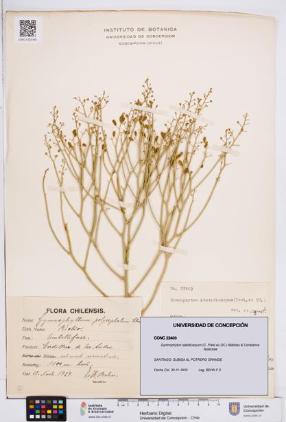 Gymnophyton isatidicarpum [Espécimen: ]