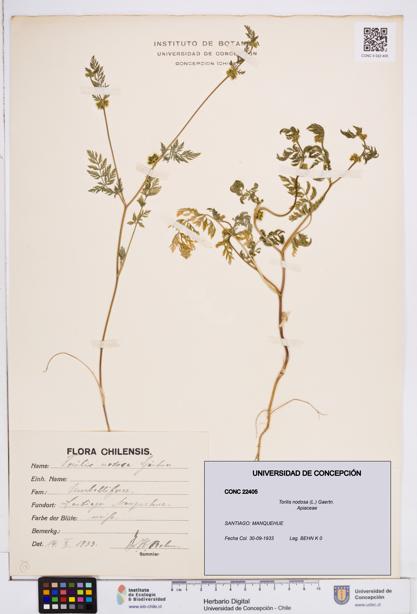 Torilis nodosa [Espécimen: ]