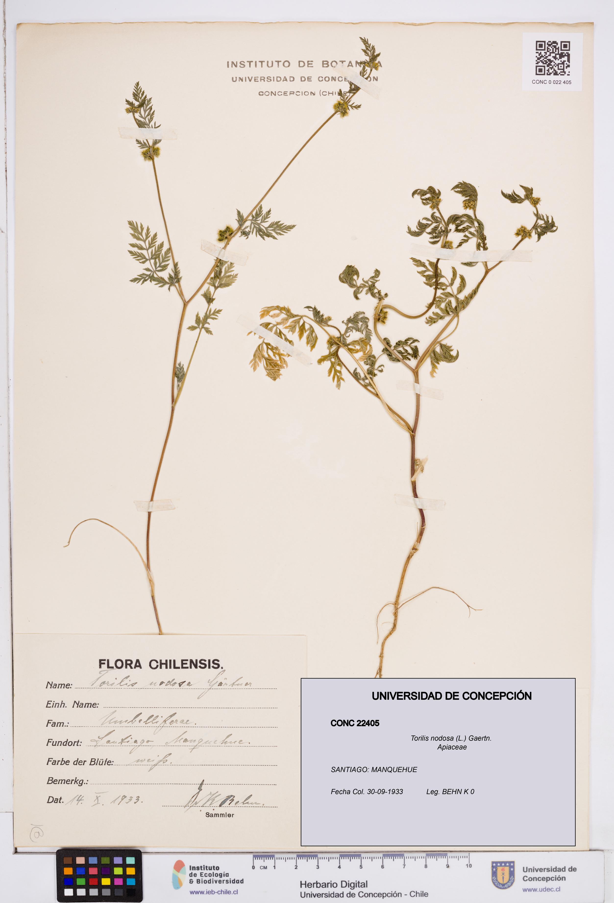 Torilis nodosa [Espécimen: ]