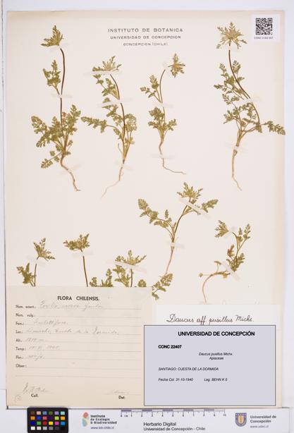 Daucus pusillus [Espécimen: ]