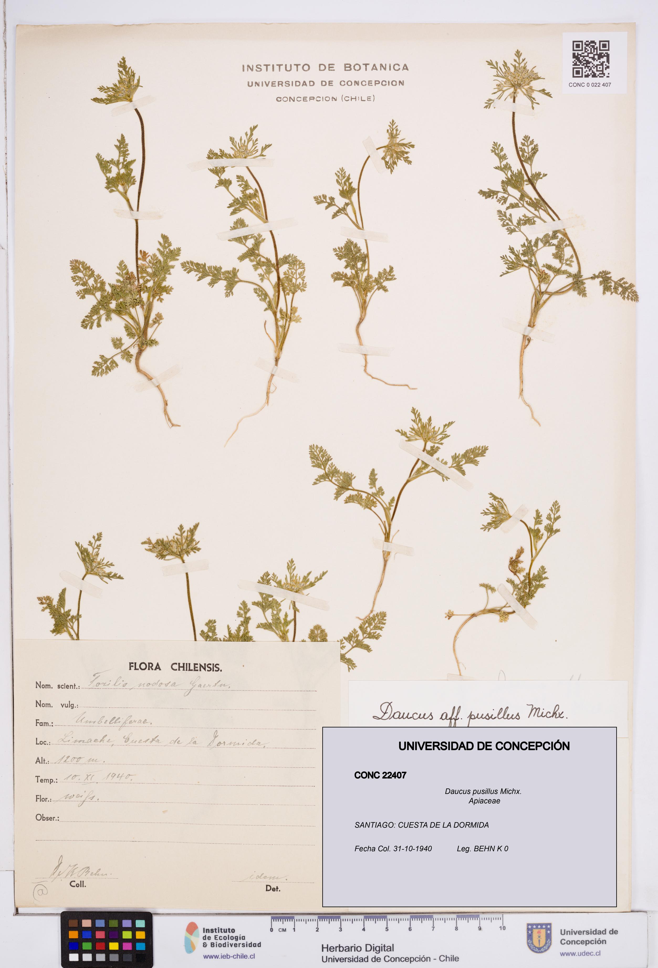 Daucus pusillus [Espécimen: ]