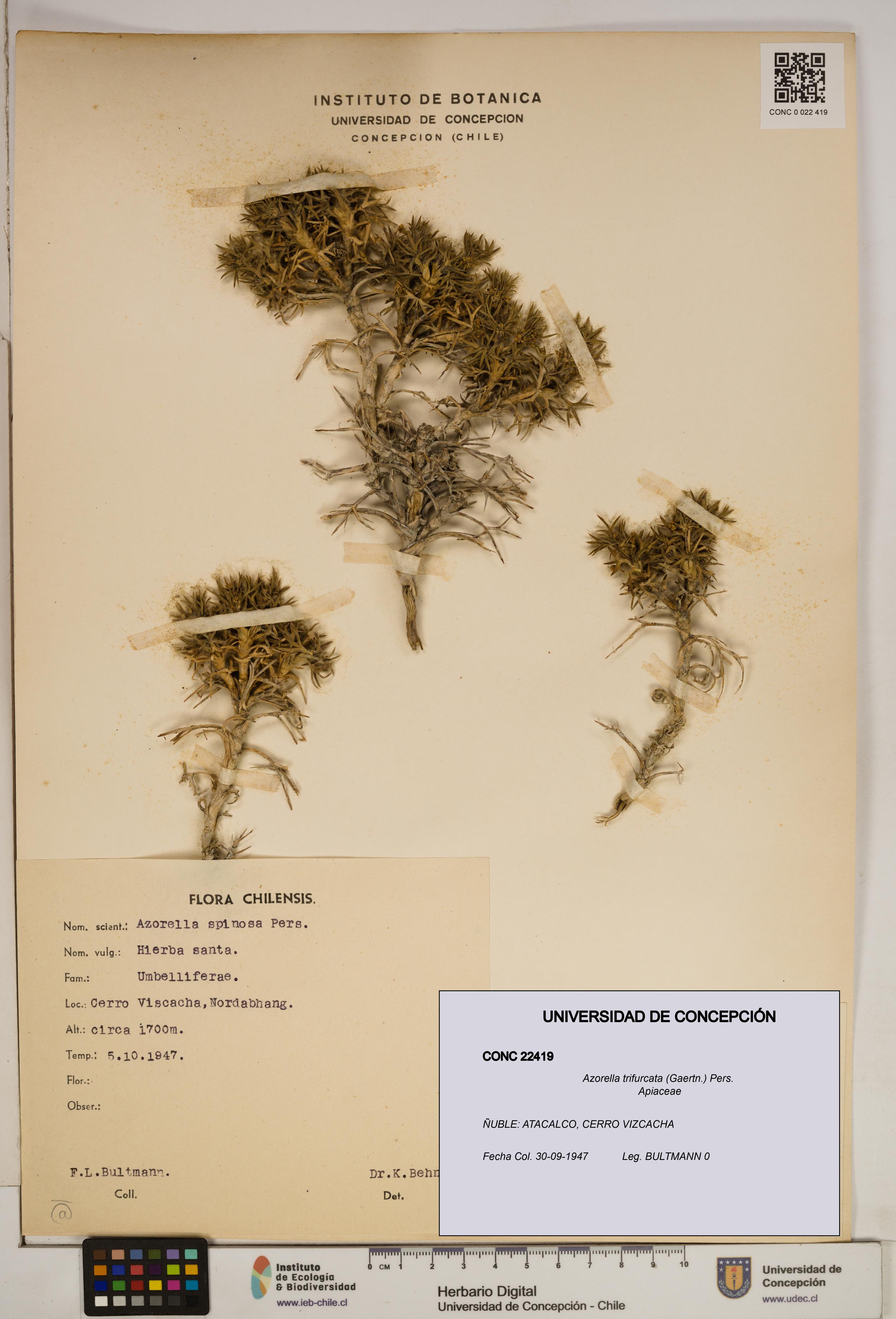 Azorella trifurcata [Espécimen: ]