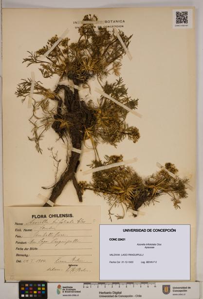 Azorella trifoliolata [Espécimen: ]