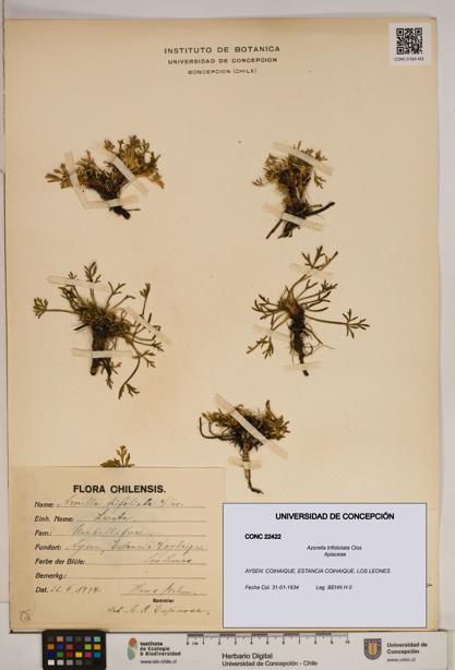 Azorella trifoliolata [Espécimen: ]