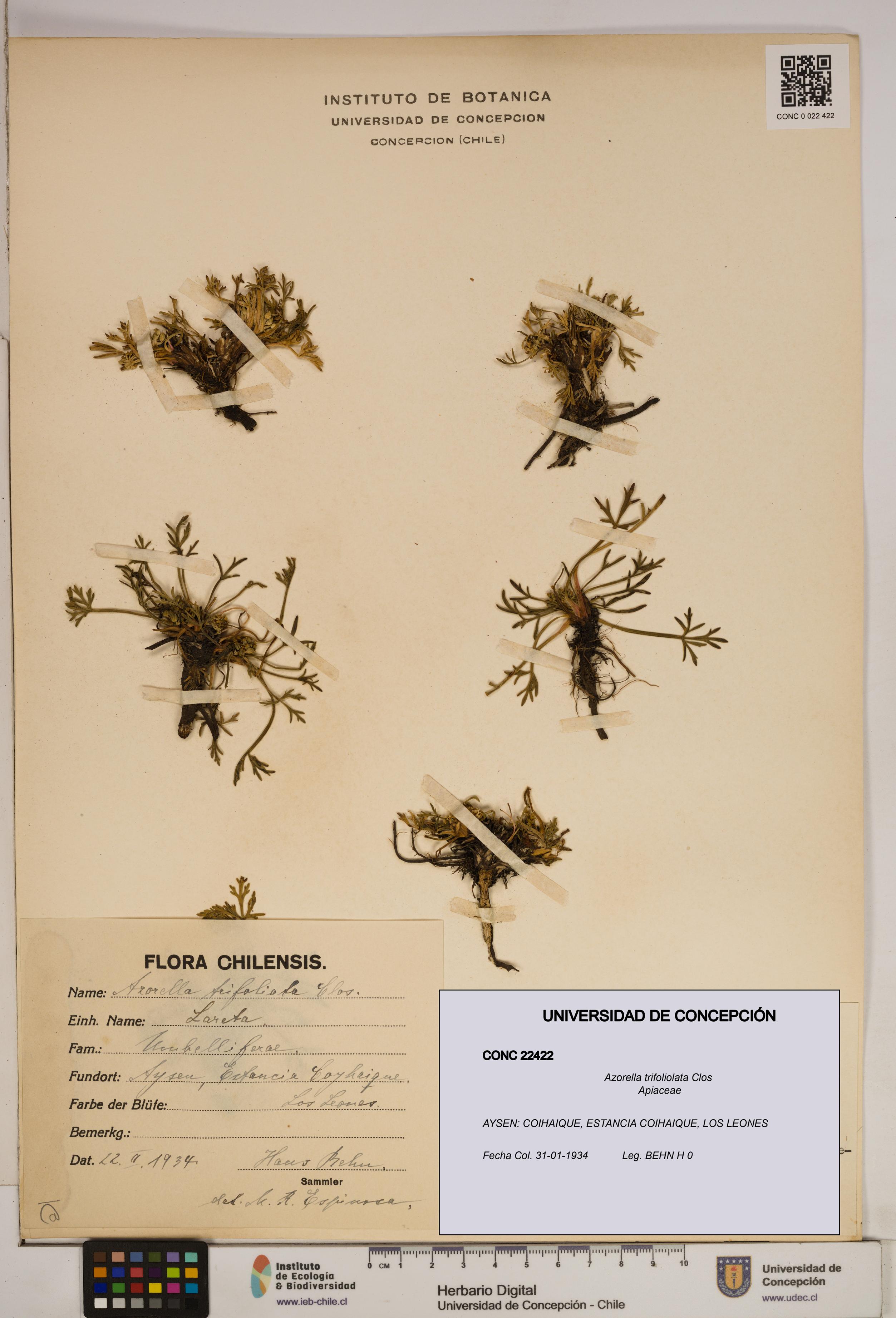 Azorella trifoliolata [Espécimen: ]