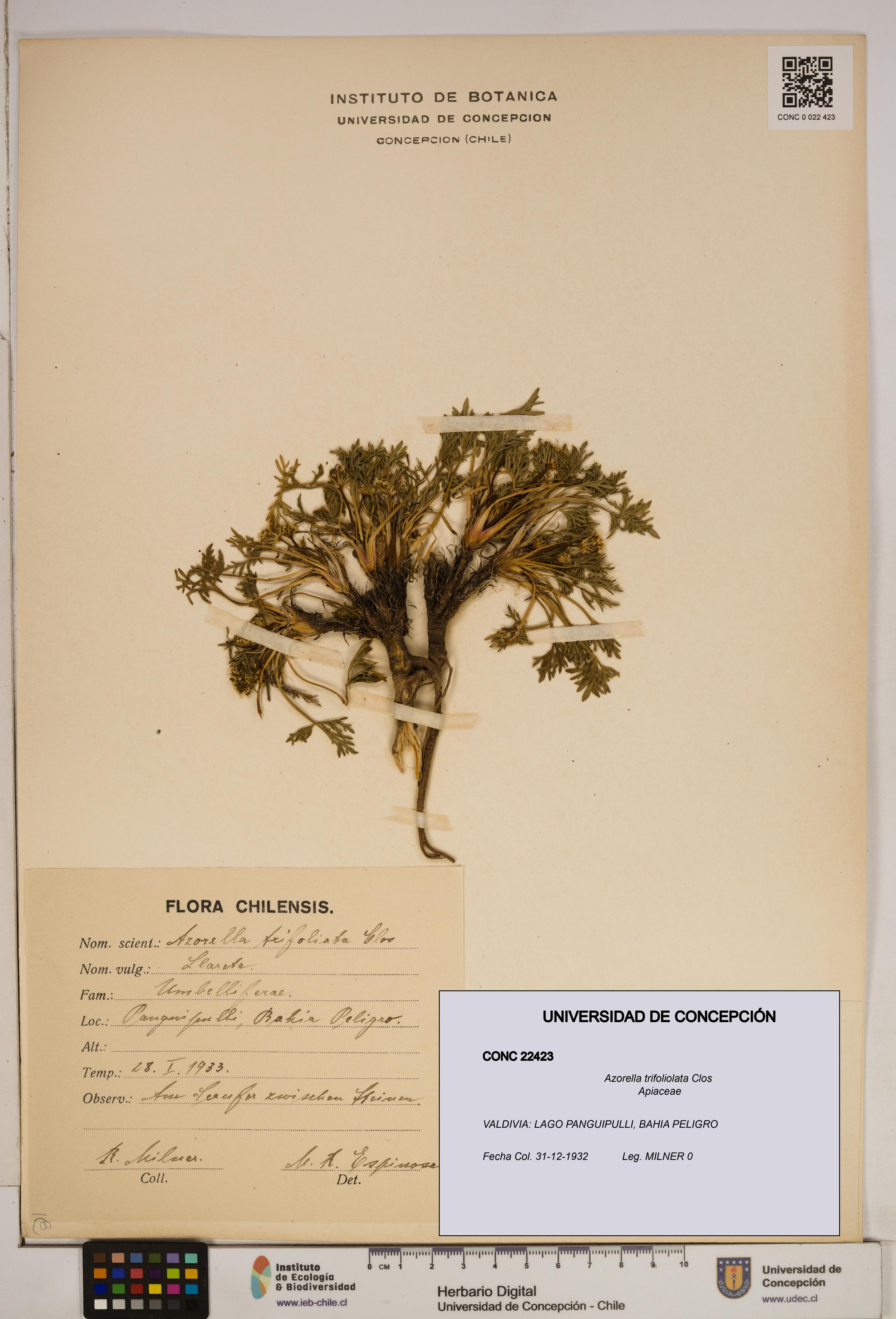 Azorella trifoliolata [Espécimen: ]