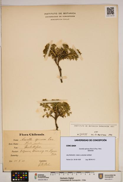Azorella spinosa [Espécimen: ]