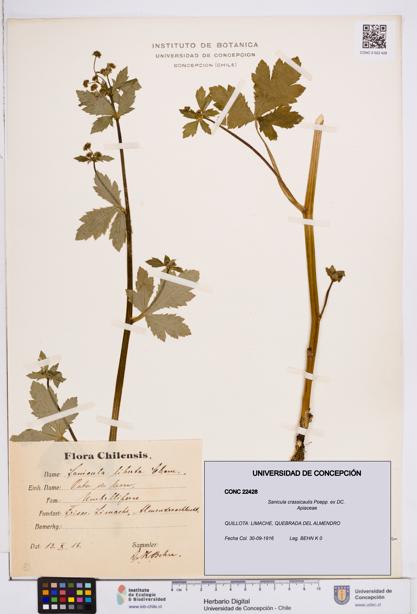 Sanicula crassicaulis [Espécimen: ]
