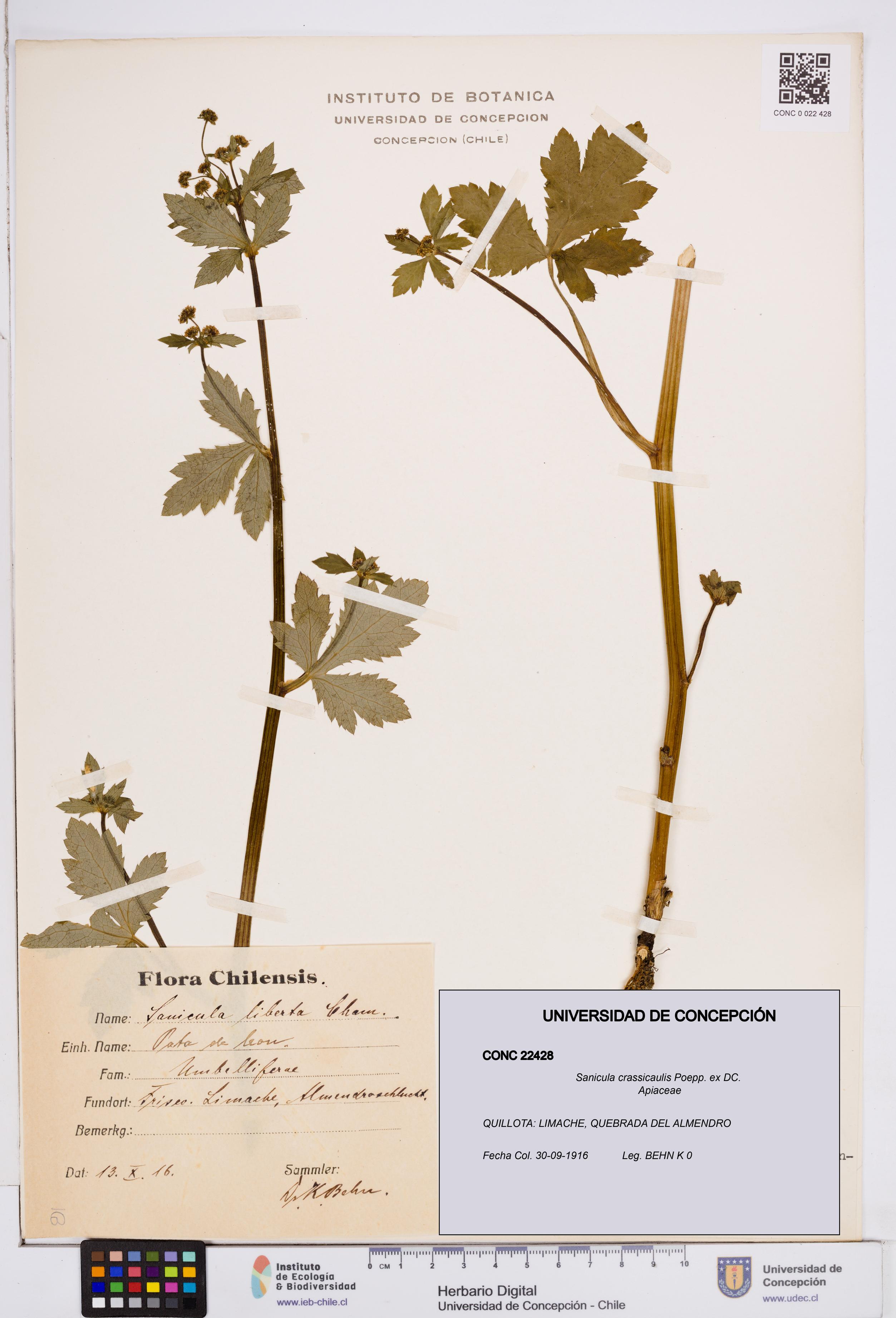 Sanicula crassicaulis [Espécimen: ]