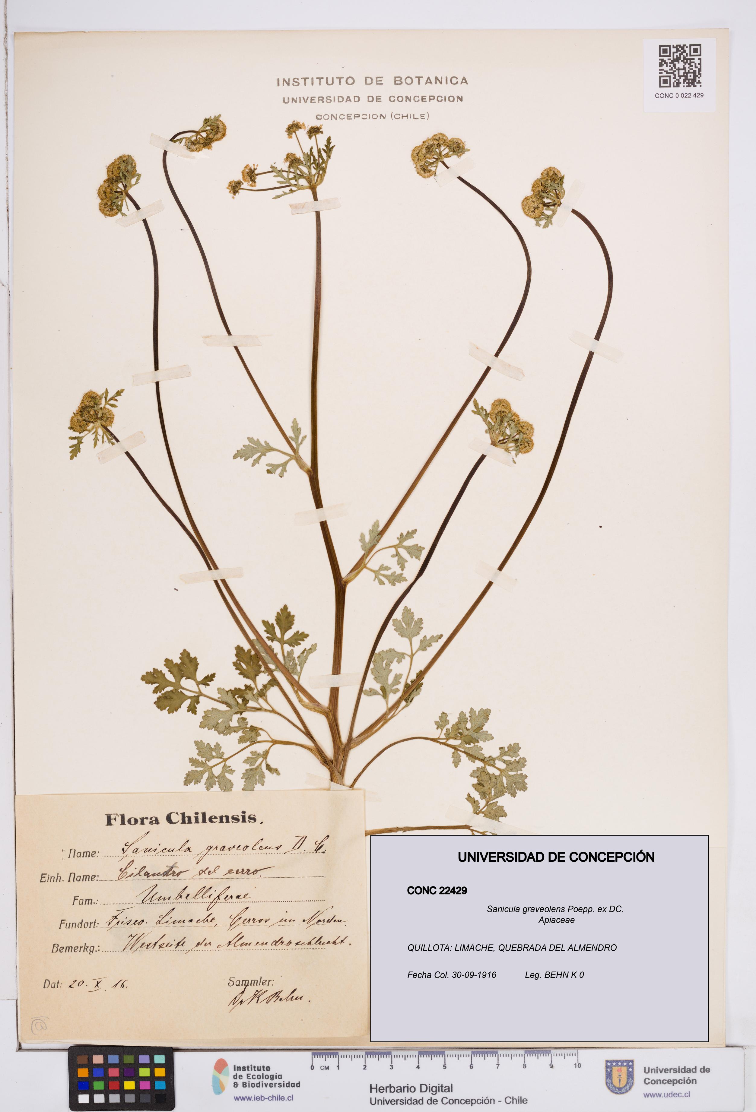 Sanicula graveolens [Espécimen: ]