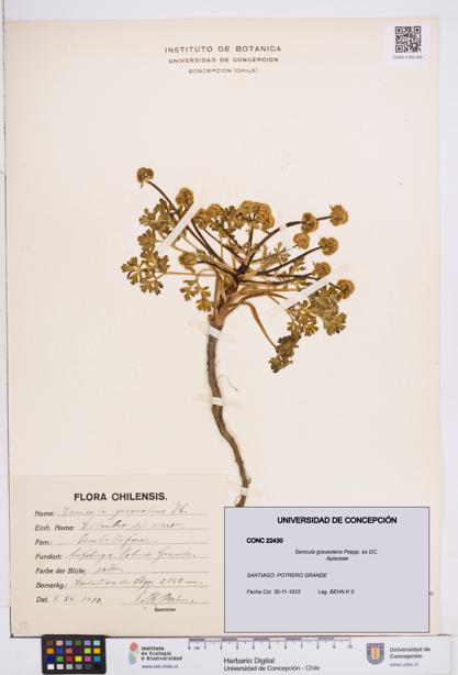 Sanicula graveolens [Espécimen: ]