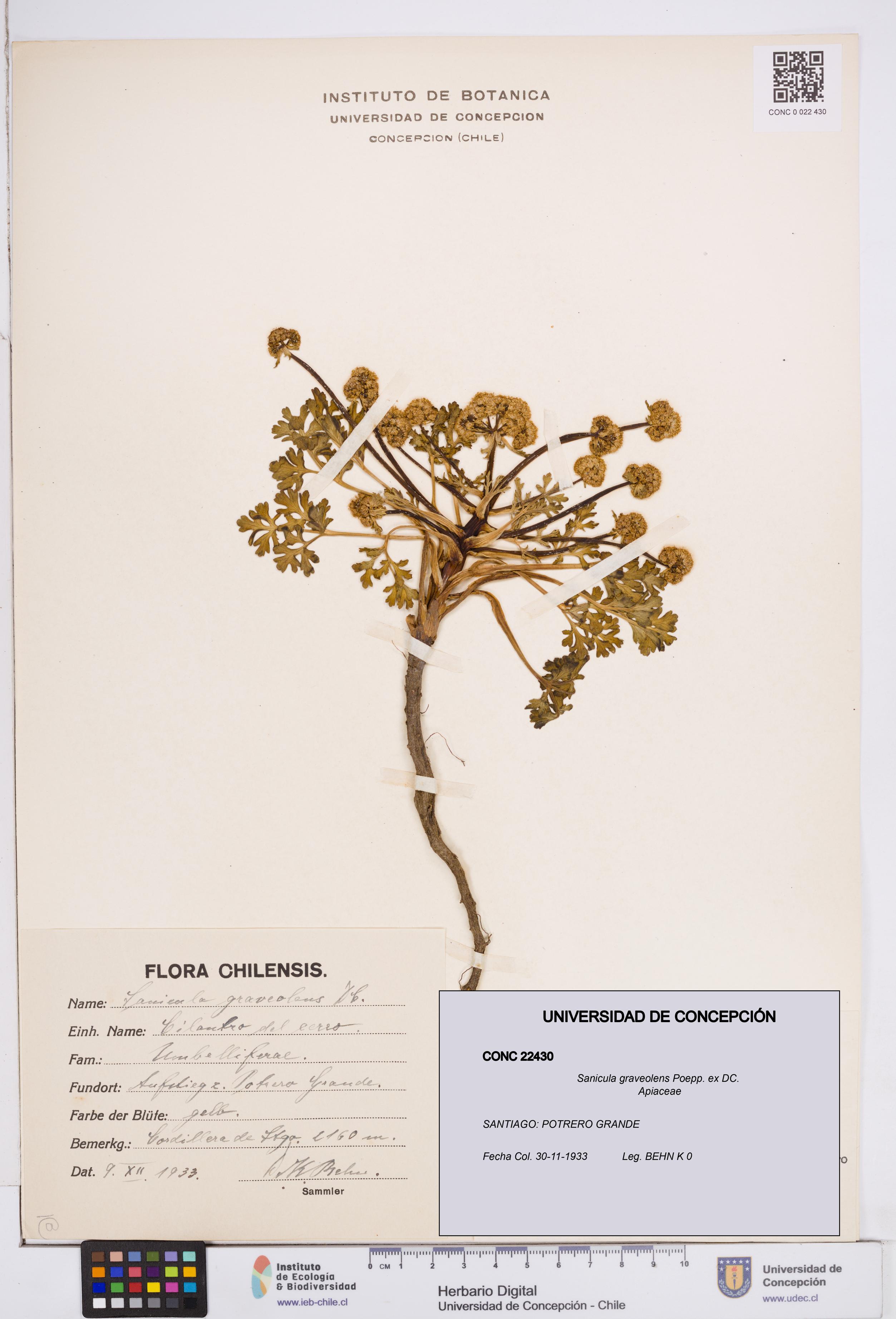 Sanicula graveolens [Espécimen: ]