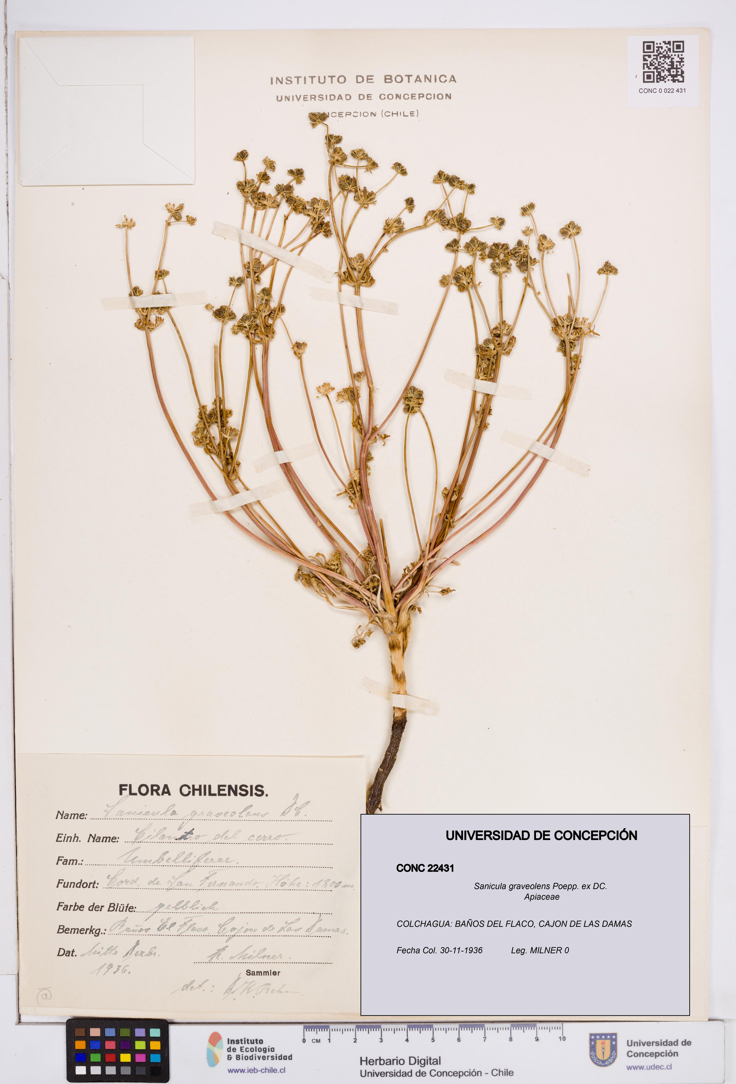 Sanicula graveolens [Espécimen: ]