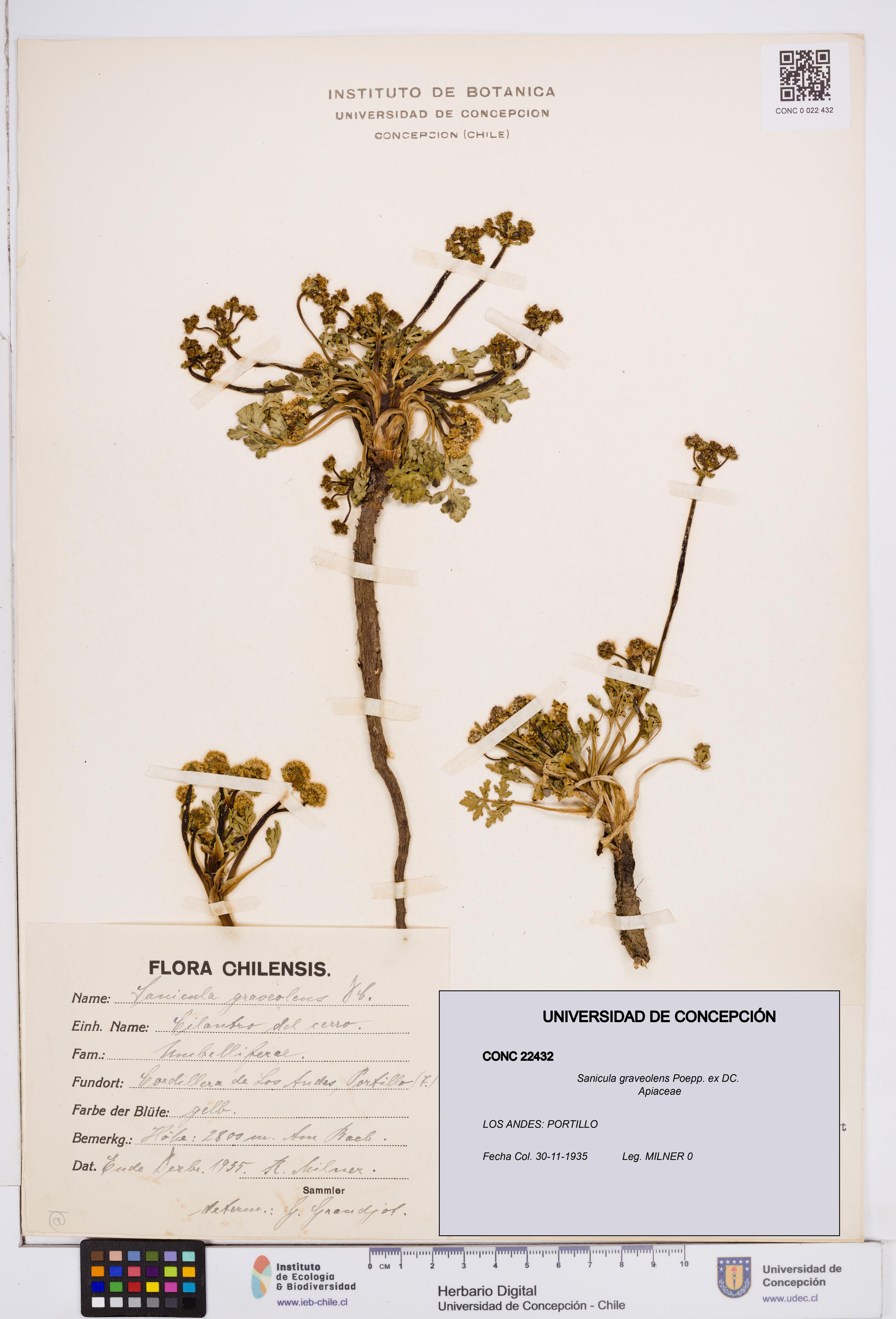 Sanicula graveolens [Espécimen: ]
