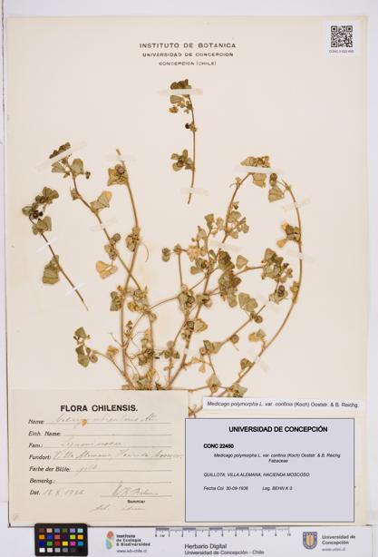 Medicago polymorpha var. confinis [Espécimen: ]