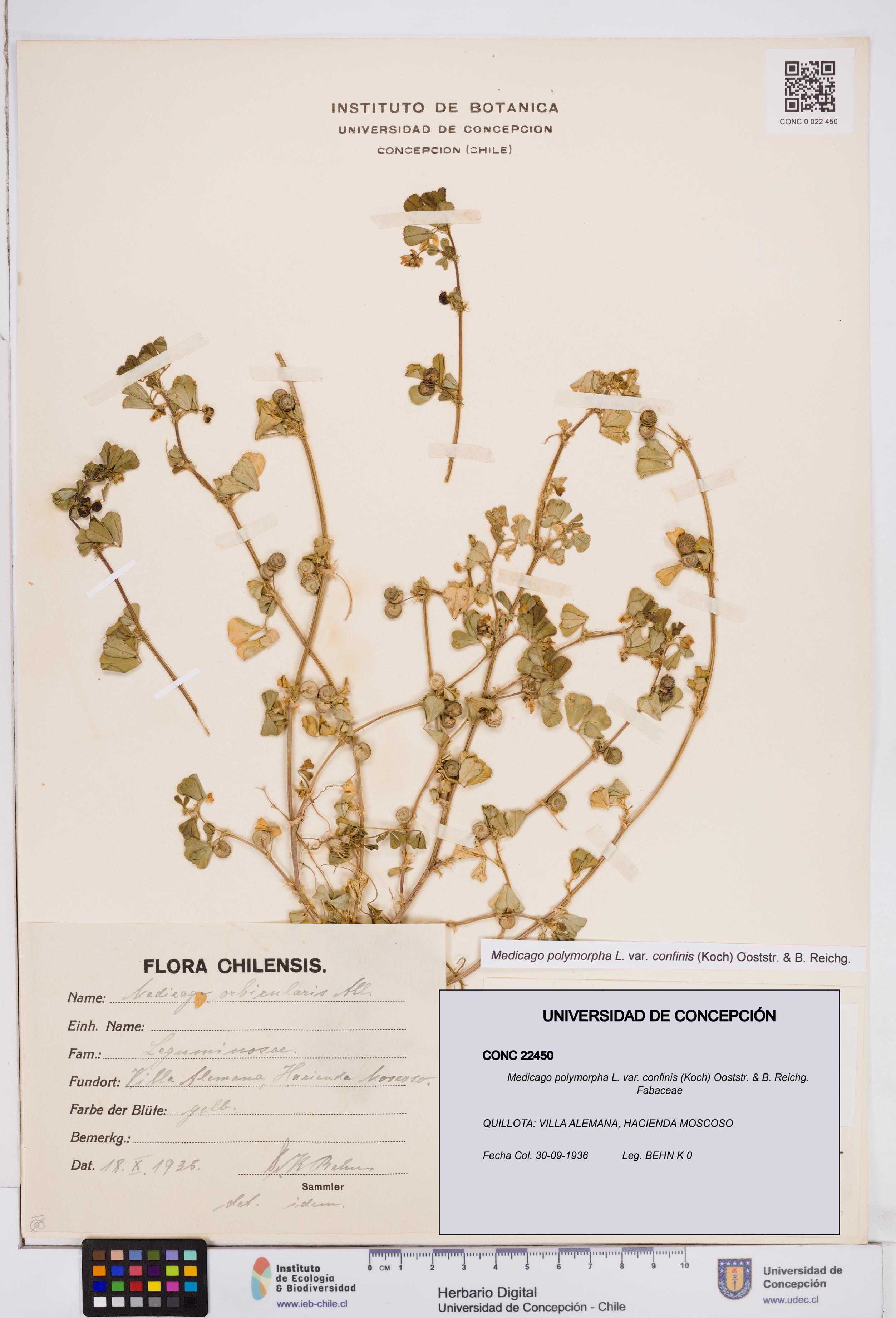 Medicago polymorpha var. confinis [Espécimen: ]