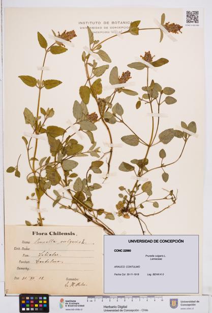 Prunella vulgaris [Espécimen: ]