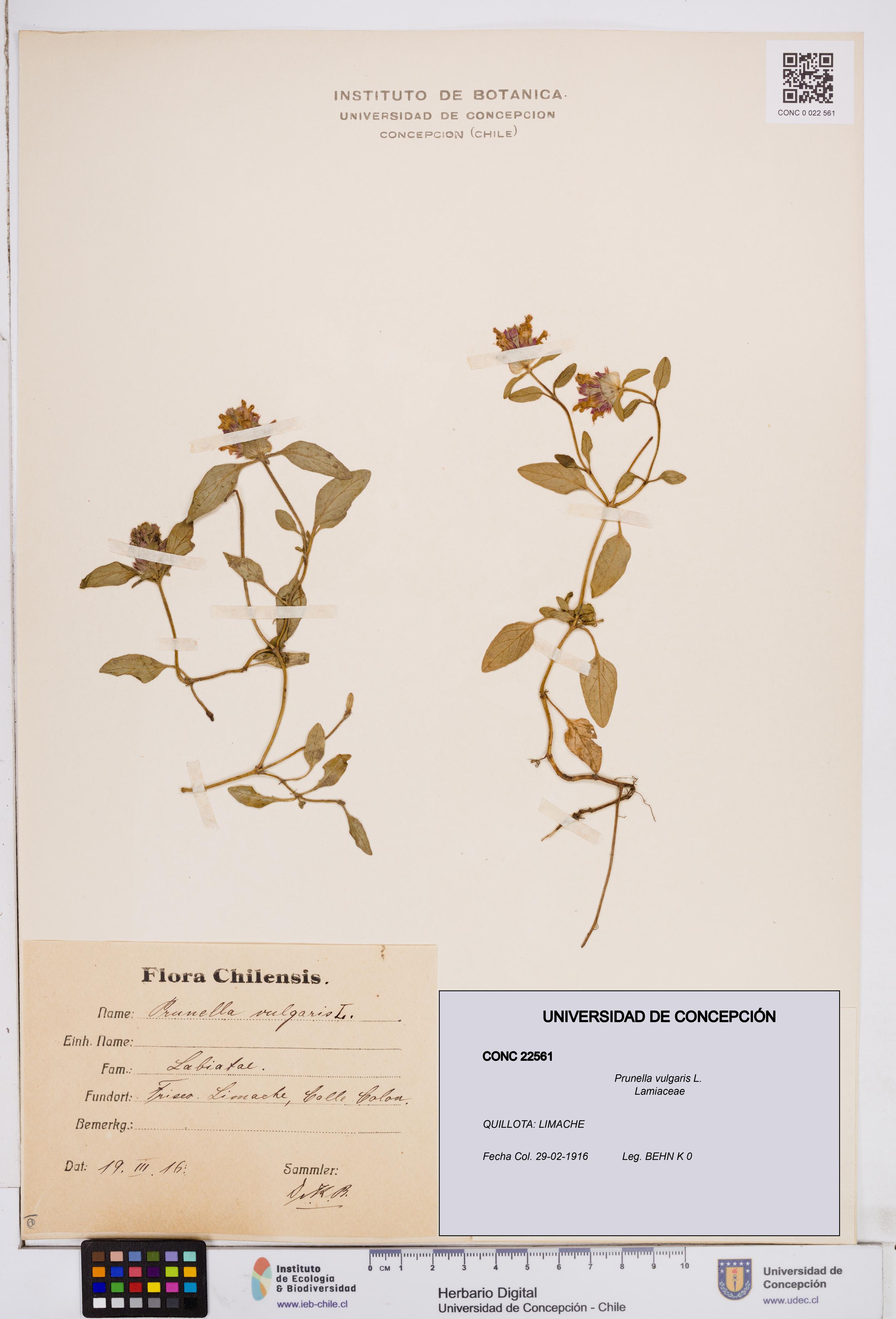Prunella vulgaris [Espécimen: ]