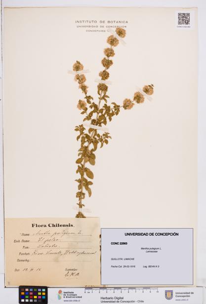Mentha pulegium [Espécimen: ]