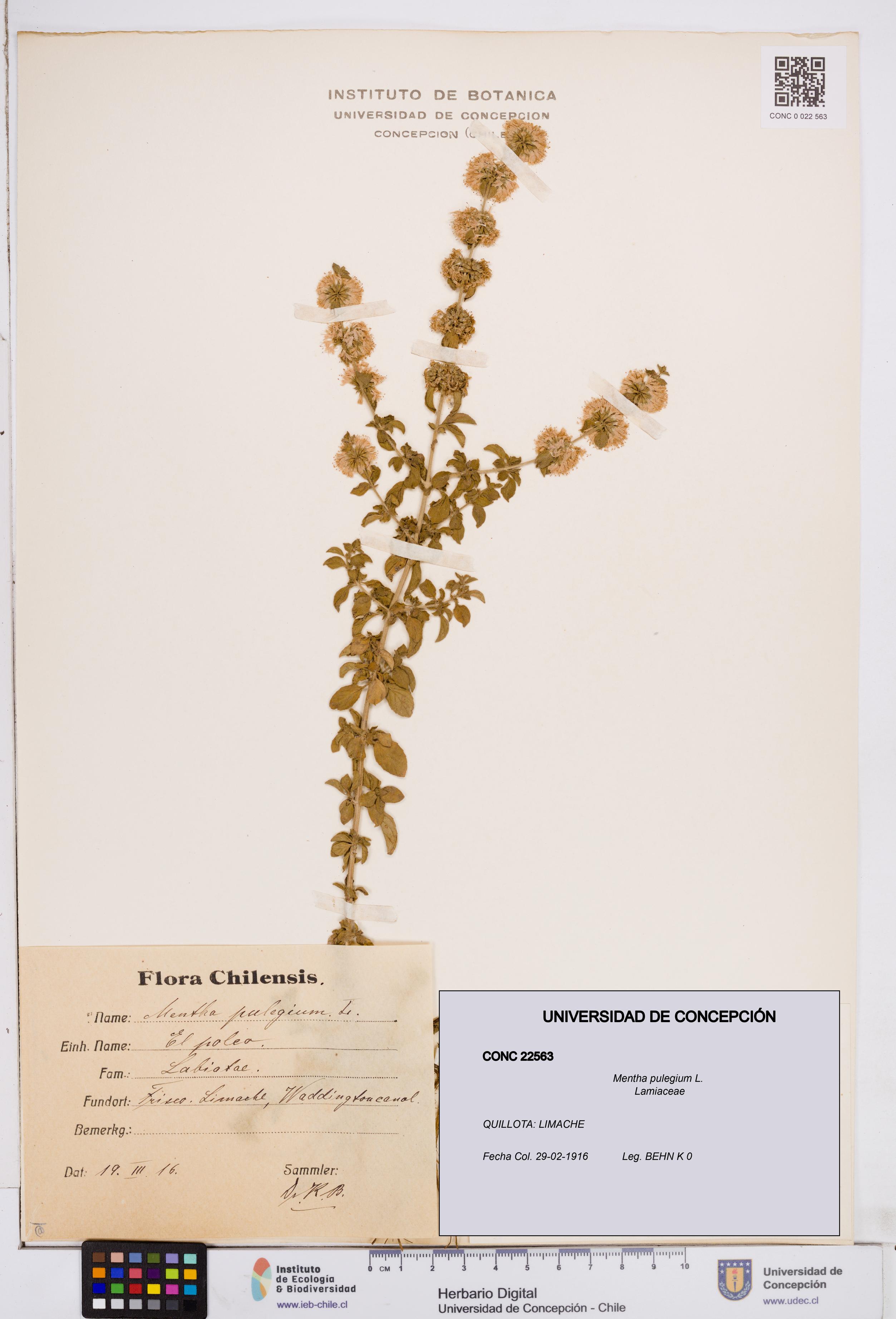 Mentha pulegium [Espécimen: ]