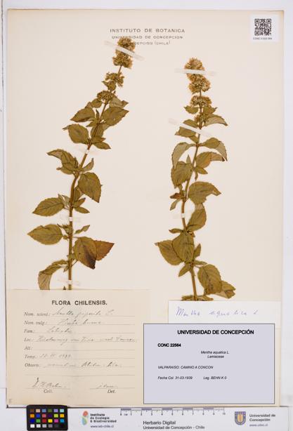 Mentha aquatica [Espécimen: ]