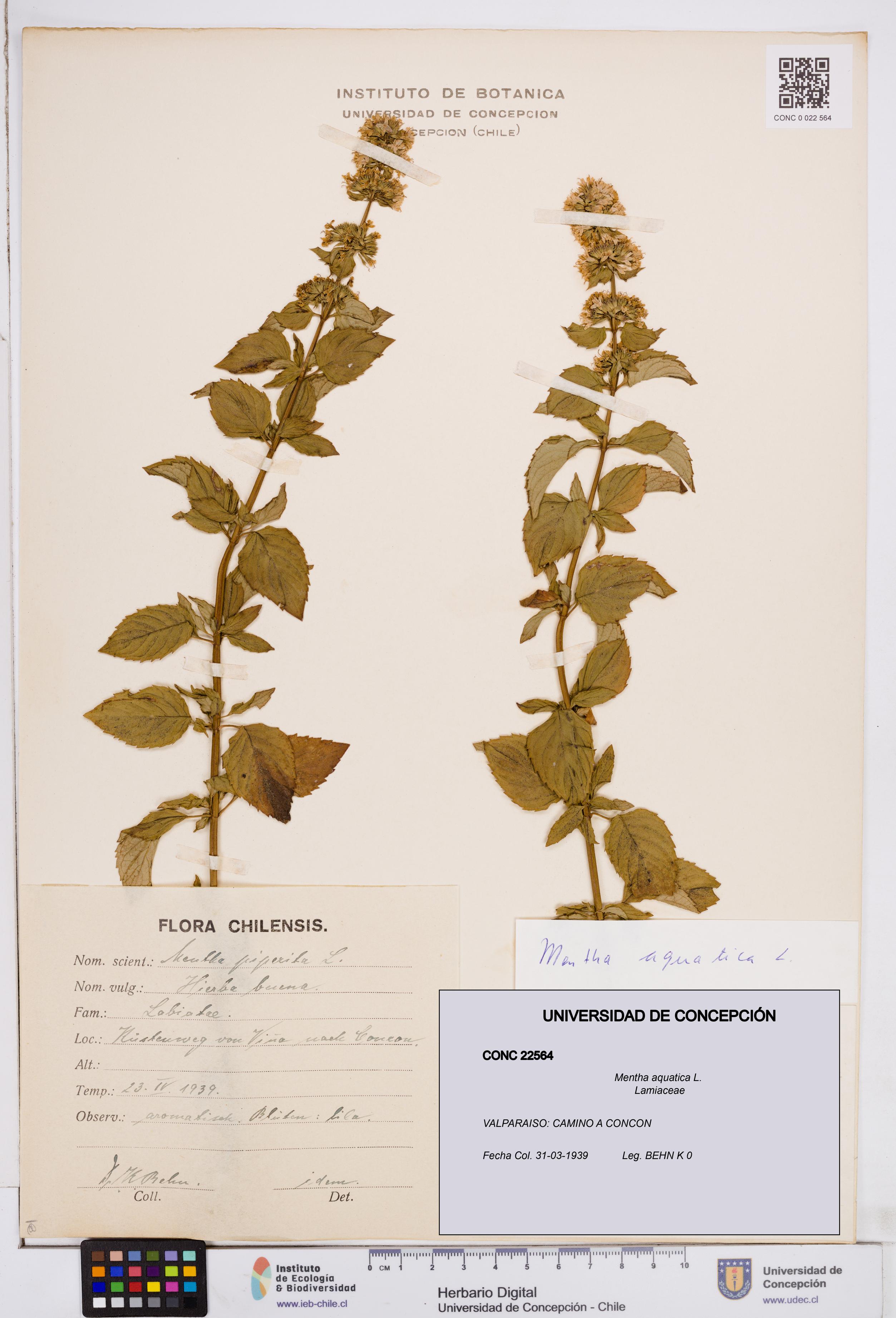 Mentha aquatica [Espécimen: ]