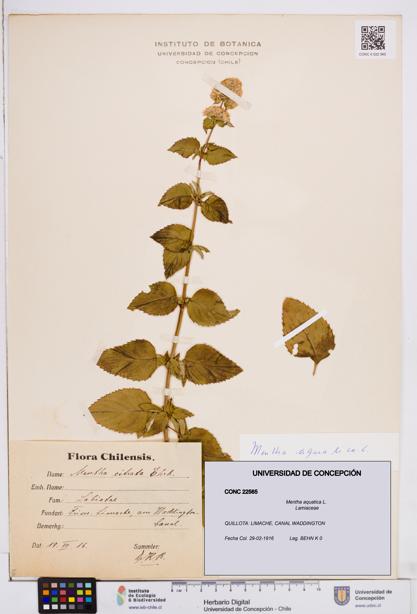 Mentha aquatica [Espécimen: ]