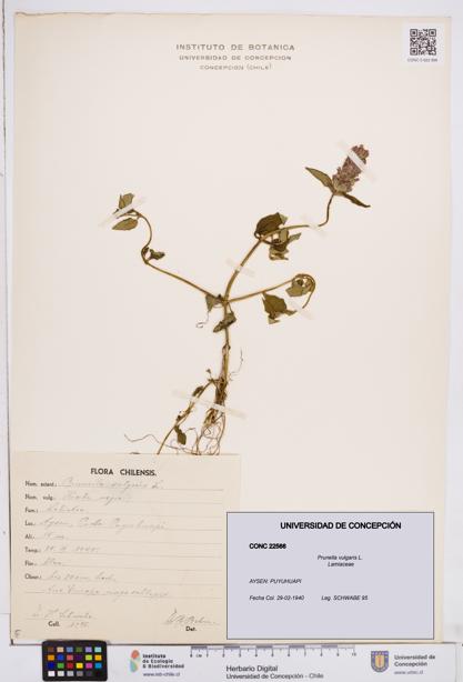 Prunella vulgaris [Espécimen: ]