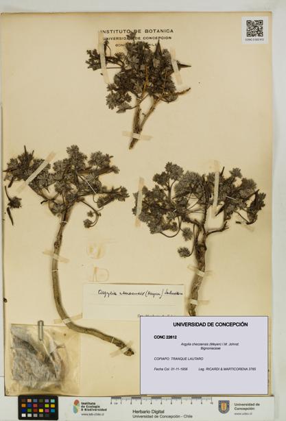 Argylia checoensis [Espécimen: UDEC:CONC:0022612]
