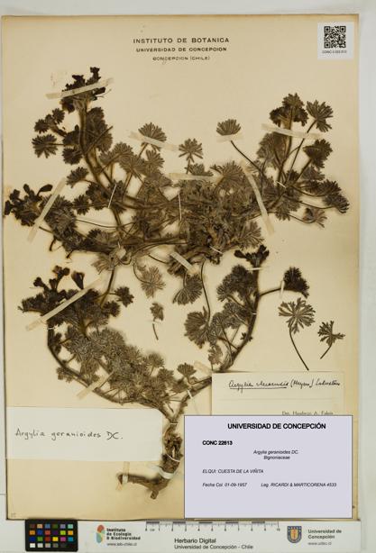 Argylia geranioides [Espécimen: UDEC:CONC:0022613]