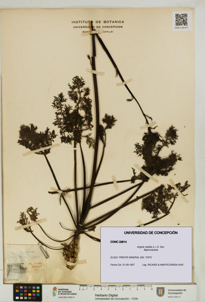 Argylia radiata [Espécimen: UDEC:CONC:0022614]