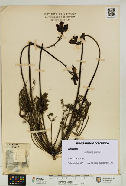 Argylia radiata [Espécimen: UDEC:CONC:0022615]