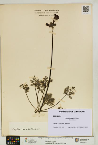 Argylia radiata [Espécimen: UDEC:CONC:0022616]