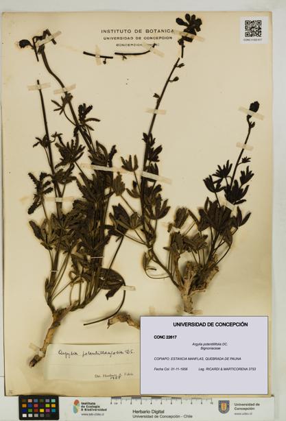 Argylia potentillifolia [Espécimen: UDEC:CONC:0022617]