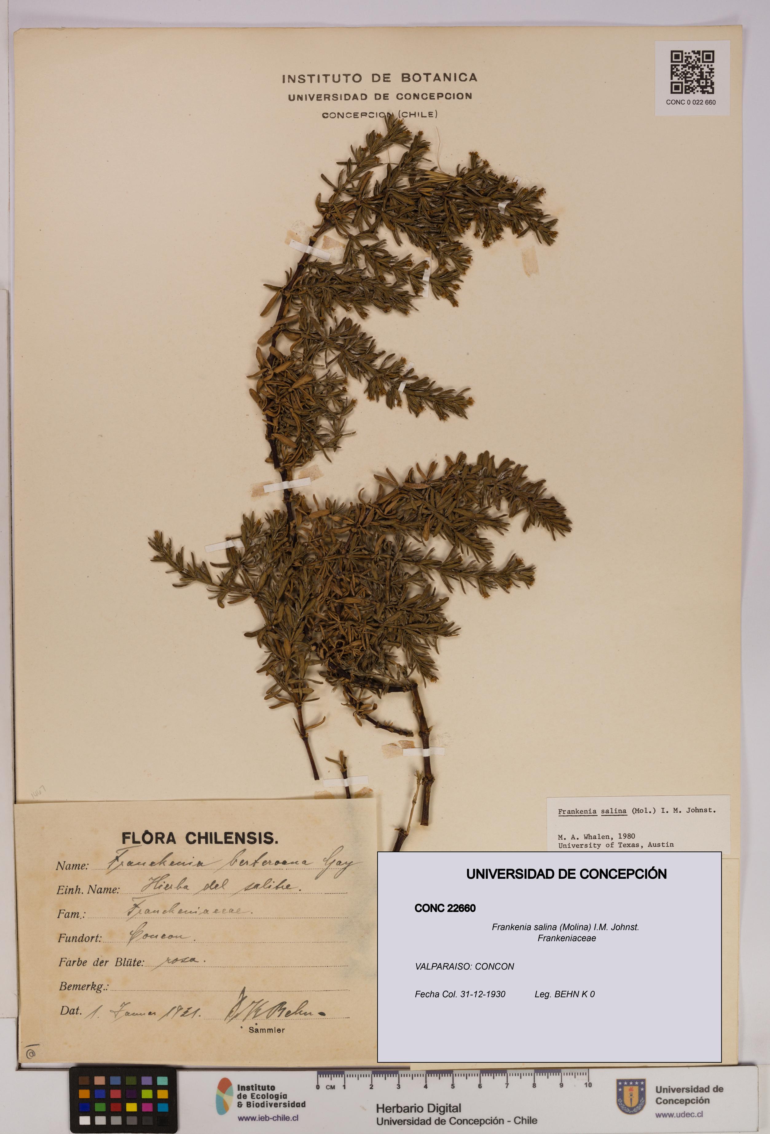 Frankenia salina [Espécimen: UDEC:CONC:0022660]