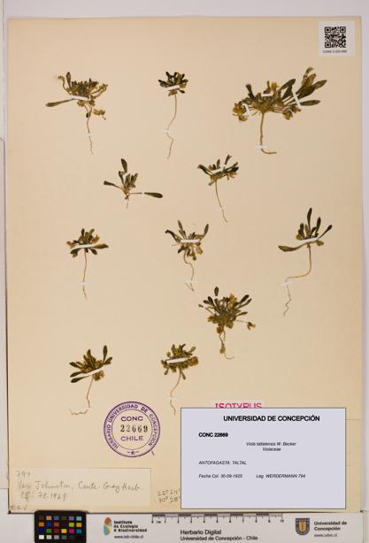 Viola taltalensis [Espécimen: UDEC:CONC:0022669]