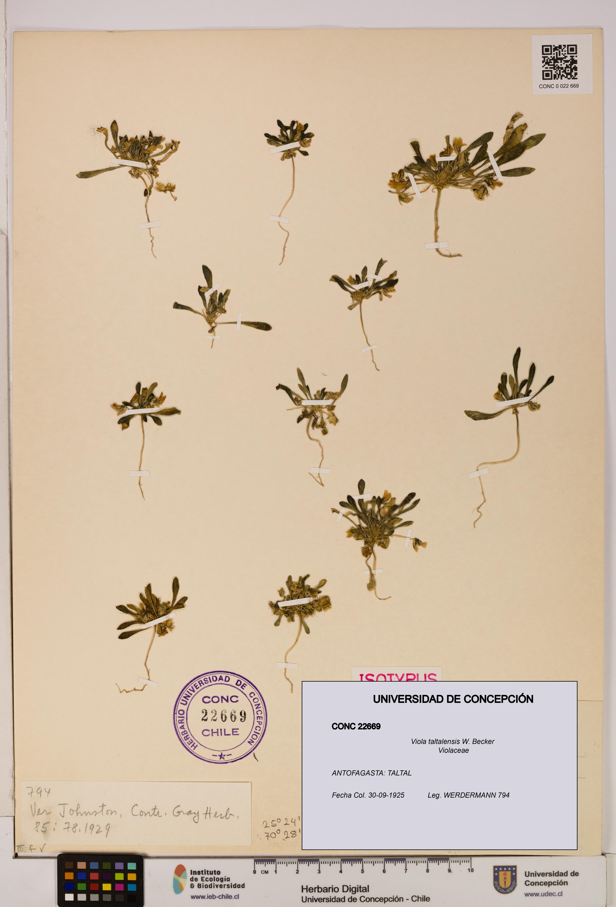 Viola taltalensis [Espécimen: UDEC:CONC:0022669]