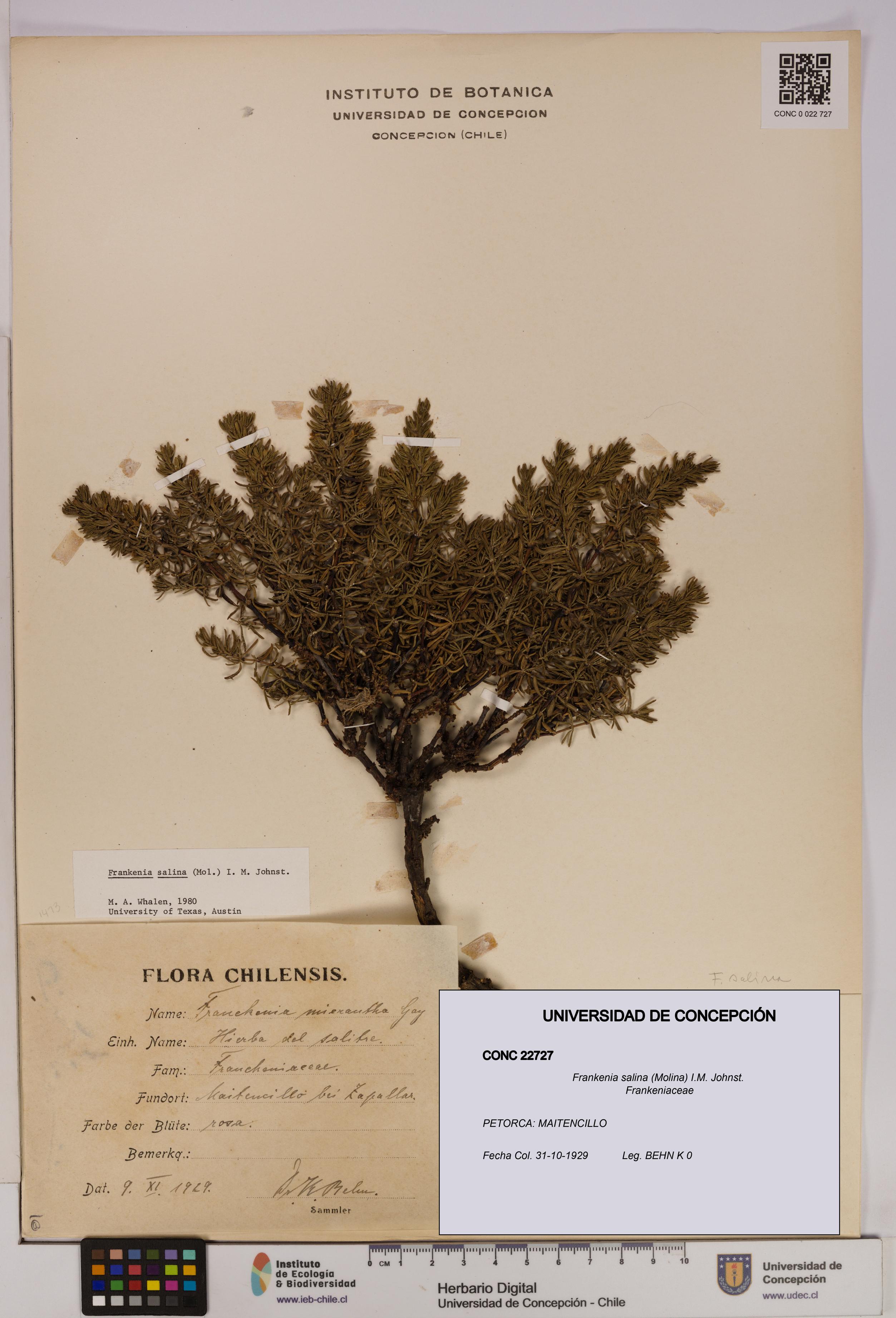 Frankenia salina [Espécimen: UDEC:CONC:0022727]