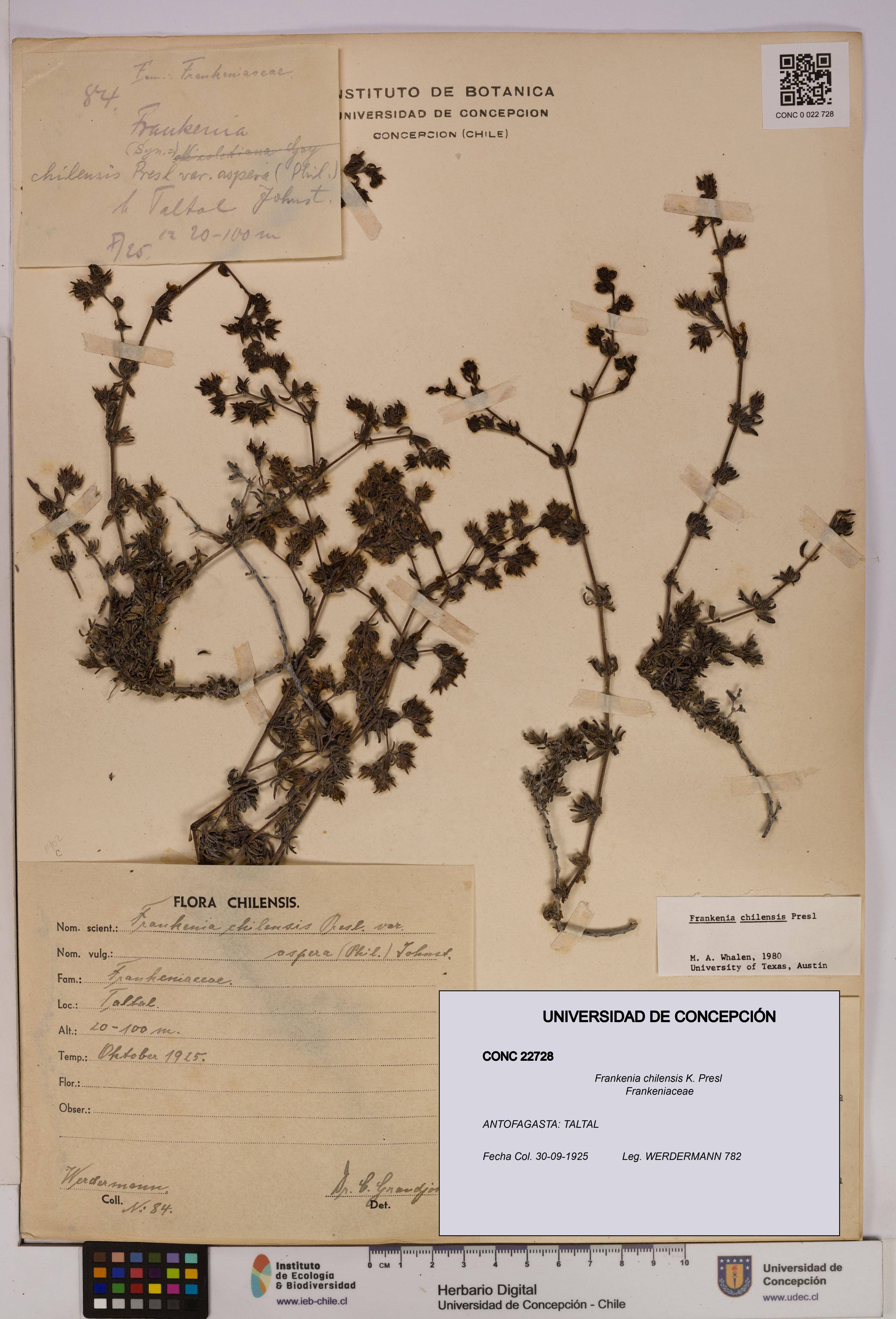 Frankenia chilensis [Espécimen: UDEC:CONC:0022728]