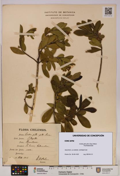 Ovidia pillo-pillo [Espécimen: UDEC:CONC:0022752]