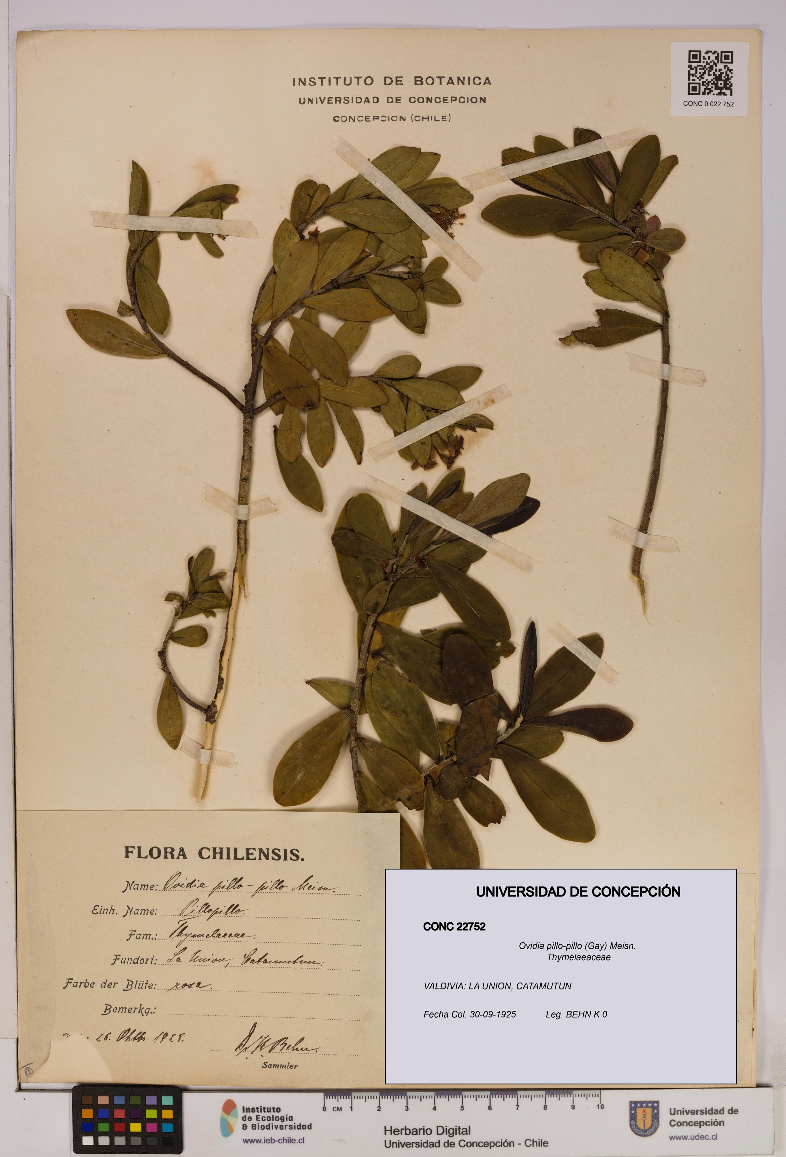 Ovidia pillo-pillo [Espécimen: UDEC:CONC:0022752]