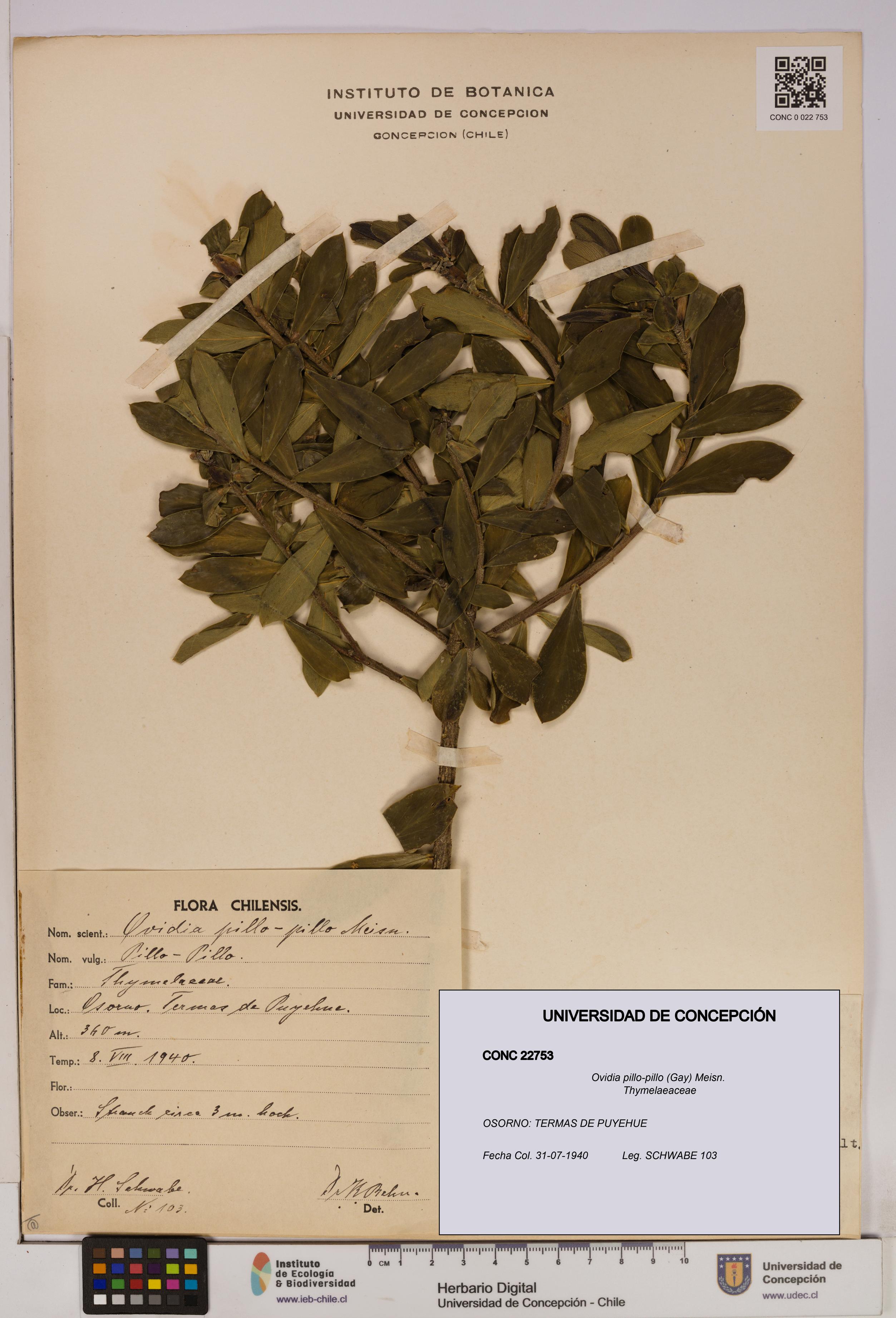 Ovidia pillo-pillo [Espécimen: UDEC:CONC:0022753]