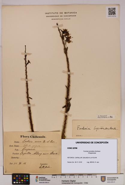 Fuchsia lycioides [Espécimen: UDEC:CONC:0022768]