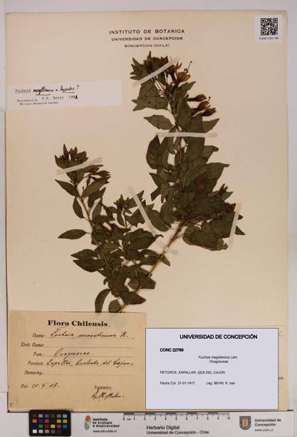 Fuchsia magellanica [Espécimen: UDEC:CONC:0022769]