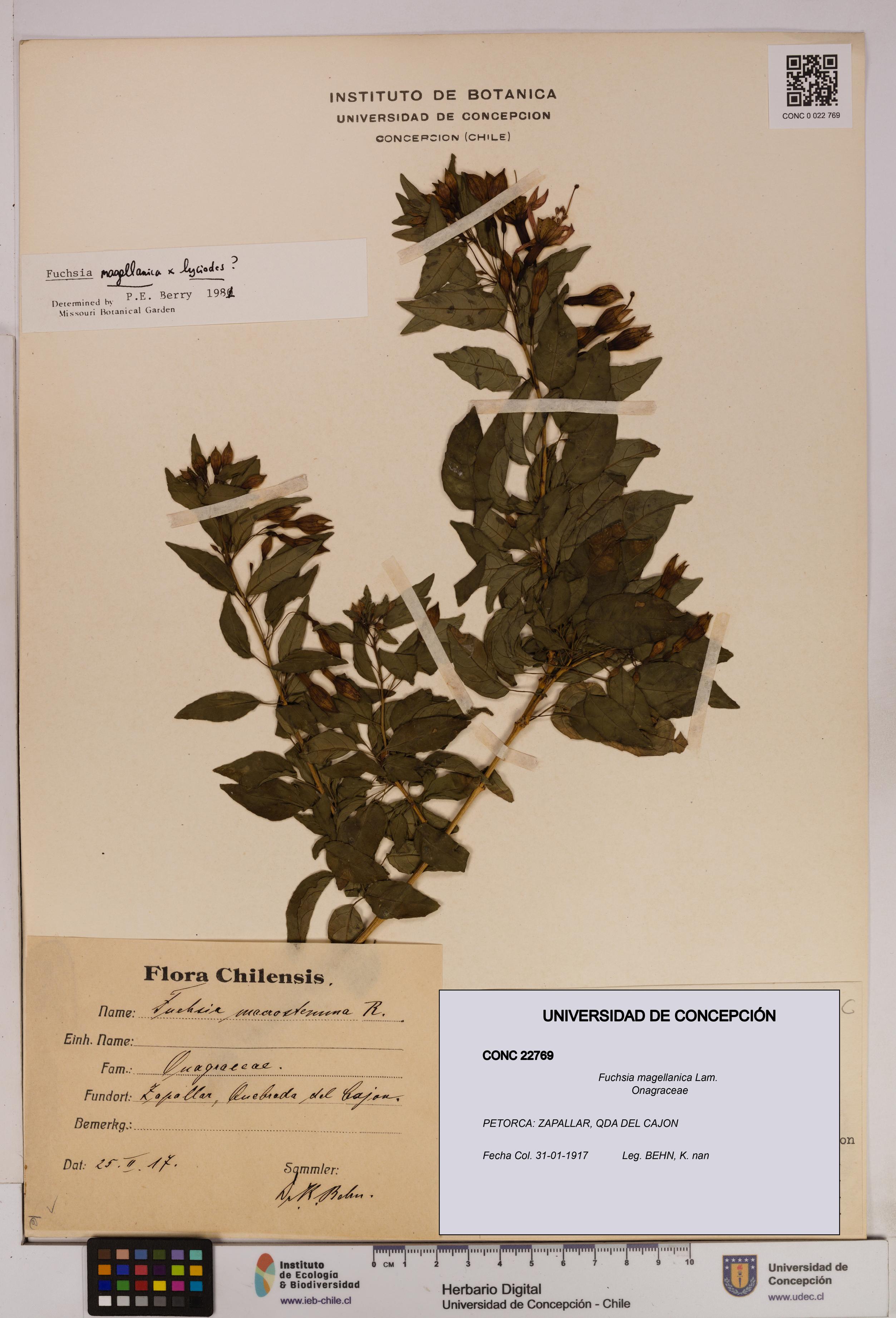 Fuchsia magellanica [Espécimen: UDEC:CONC:0022769]