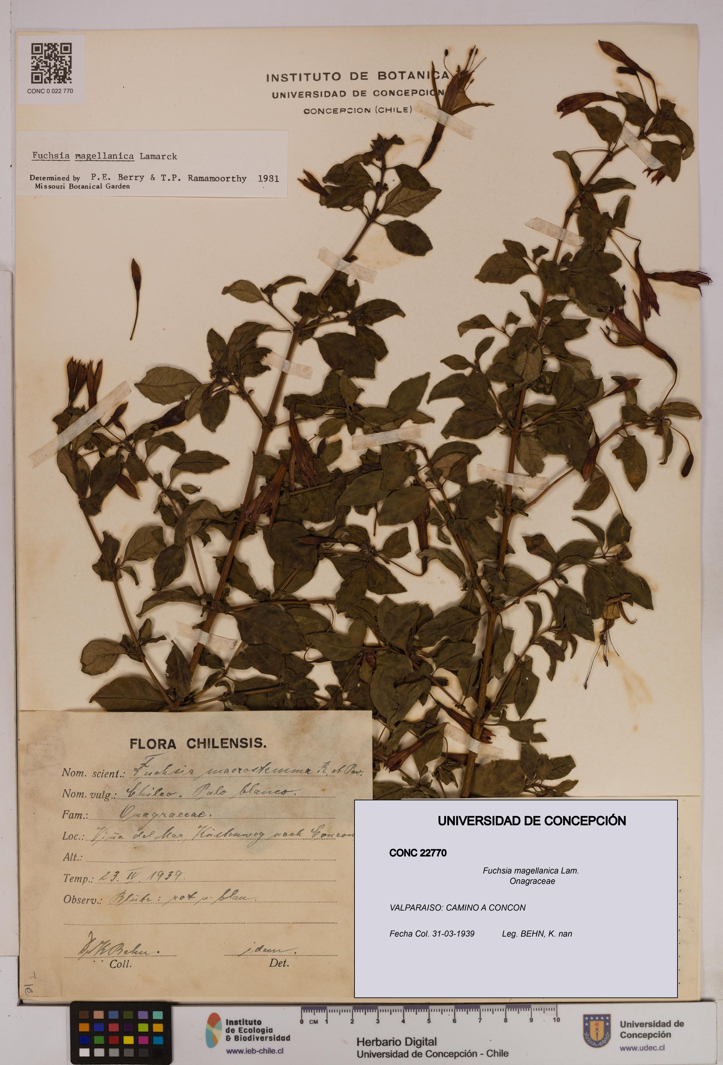 Fuchsia magellanica [Espécimen: UDEC:CONC:0022770]