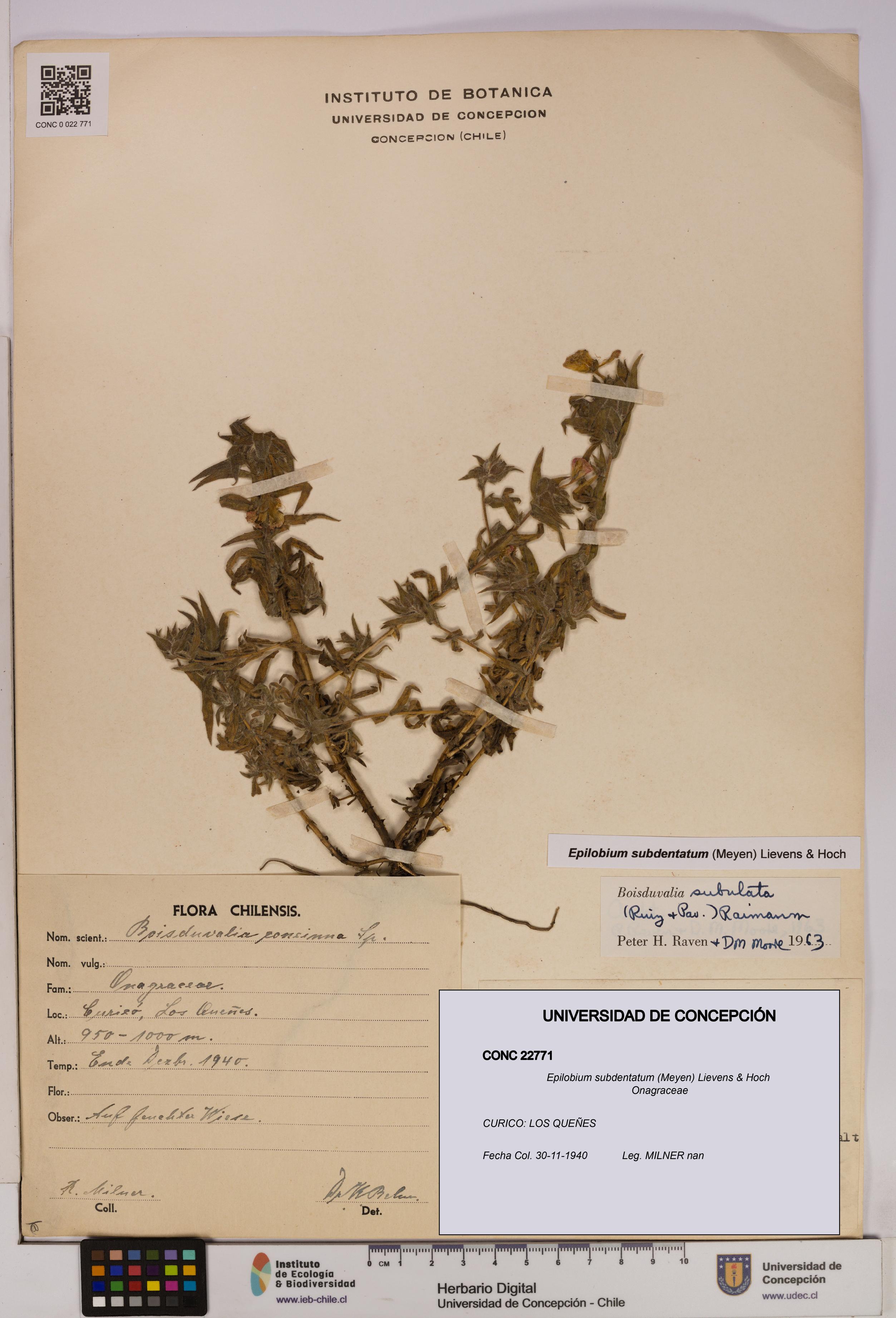 Epilobium subdentatum [Espécimen: UDEC:CONC:0022771]