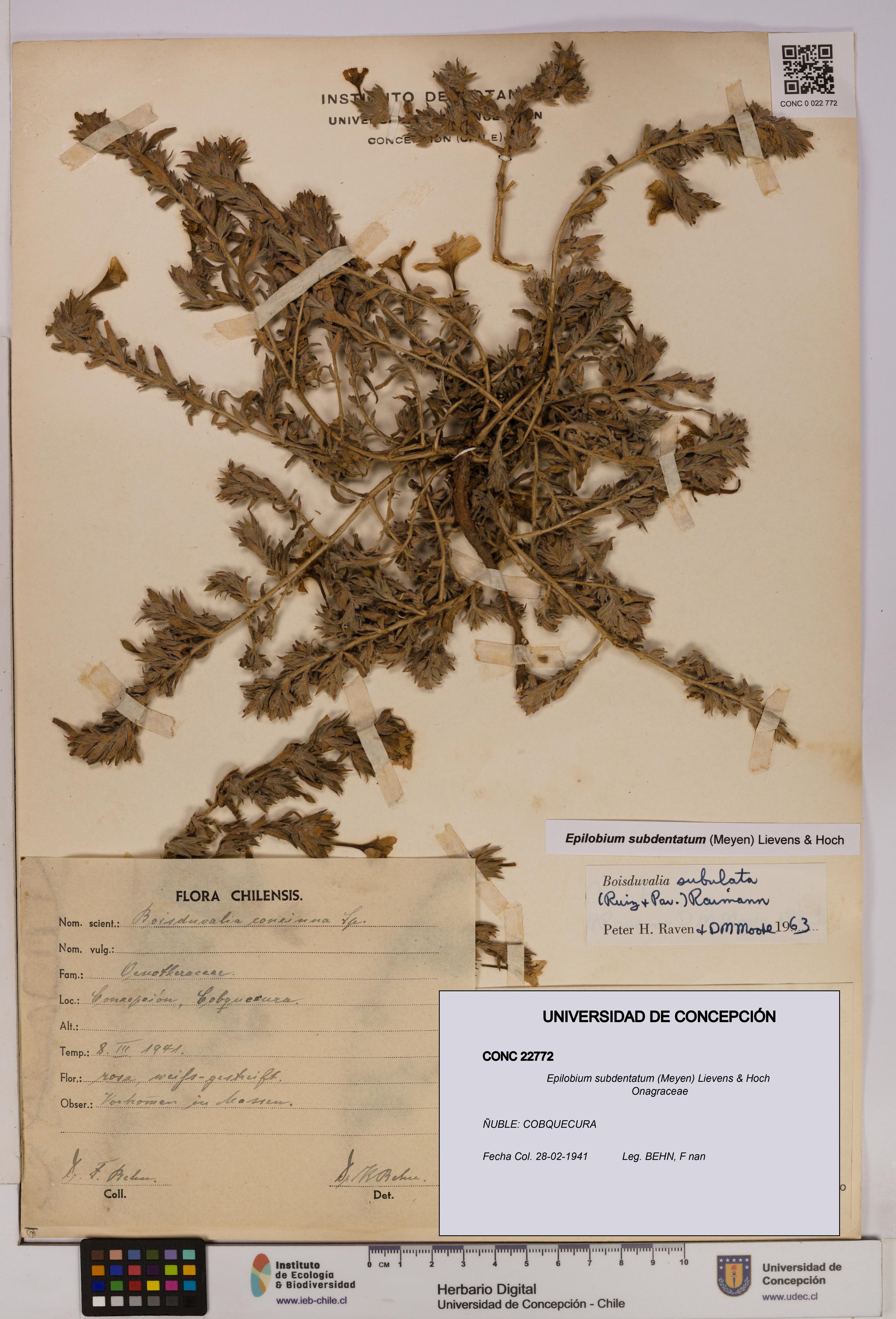 Epilobium subdentatum [Espécimen: UDEC:CONC:0022772]