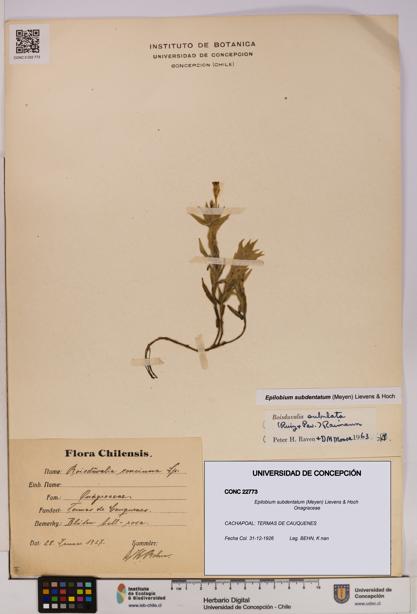 Epilobium subdentatum [Espécimen: UDEC:CONC:0022773]